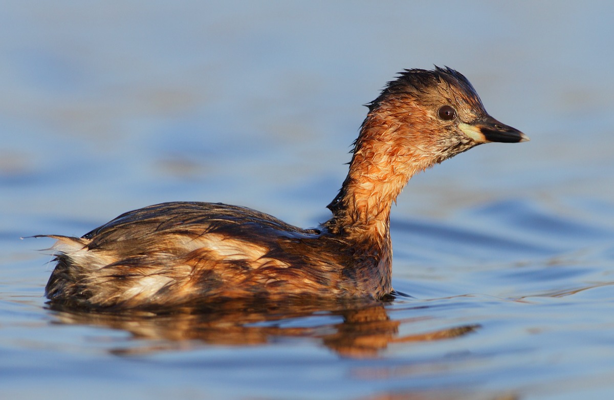 Little Grebe