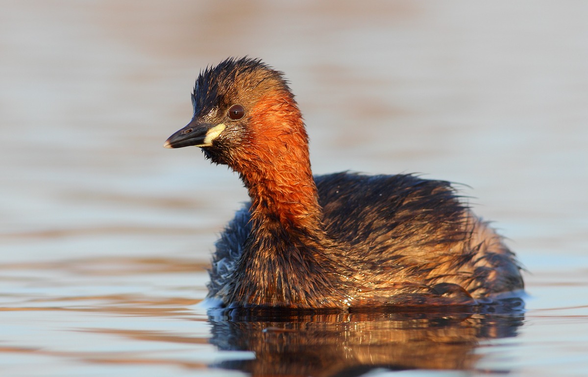 Little Grebe
