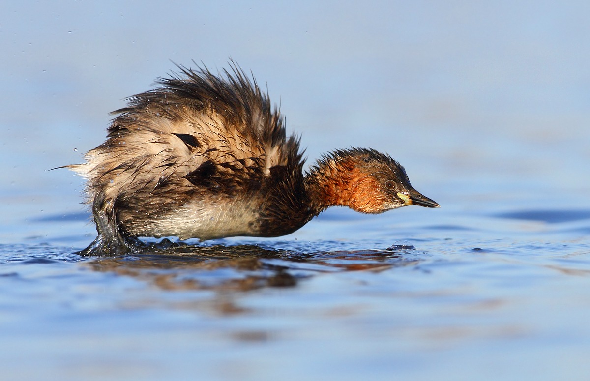 Little Grebe