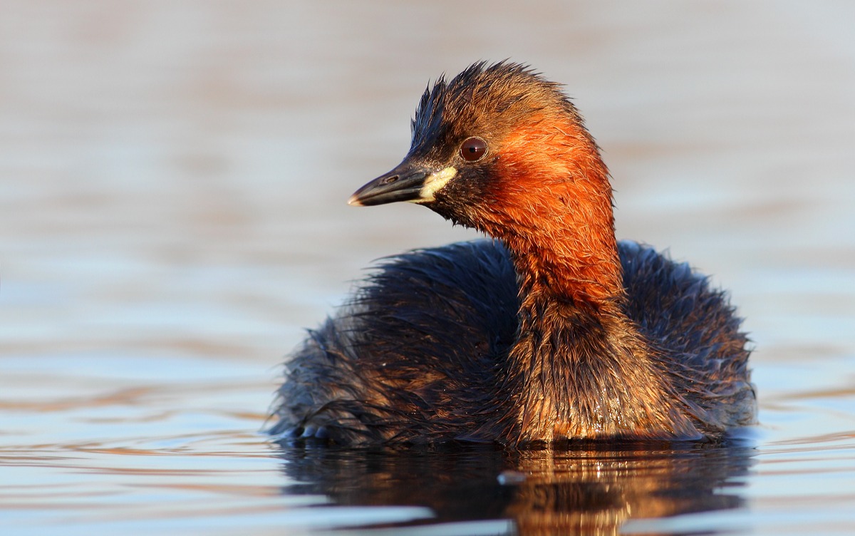 Little Grebe