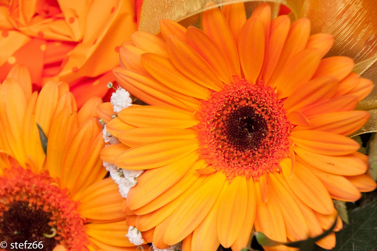 Gerbera arancio