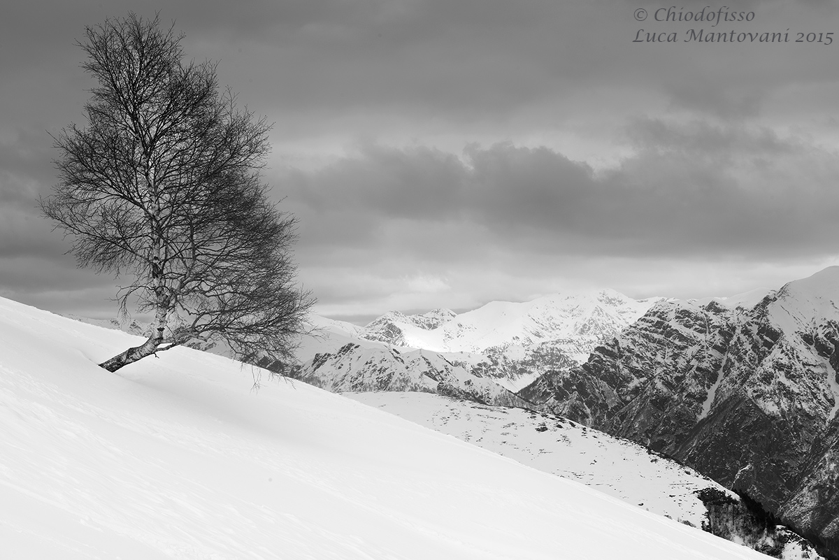 La forza della betulla