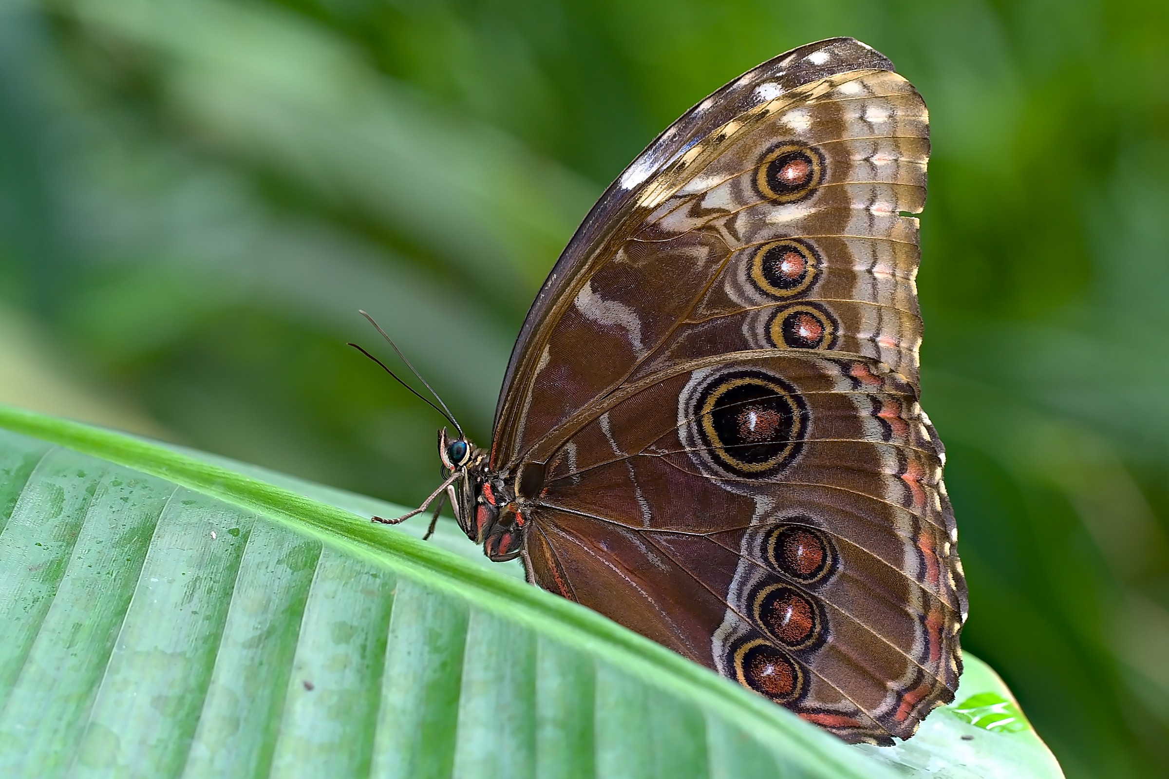 Morpho peleides