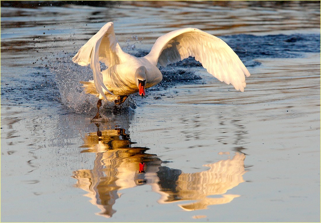 cigno incazzato all'inseguimento