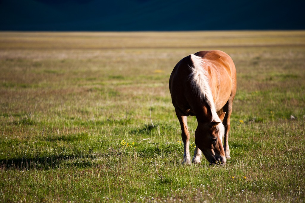 Horses in Castelluccio