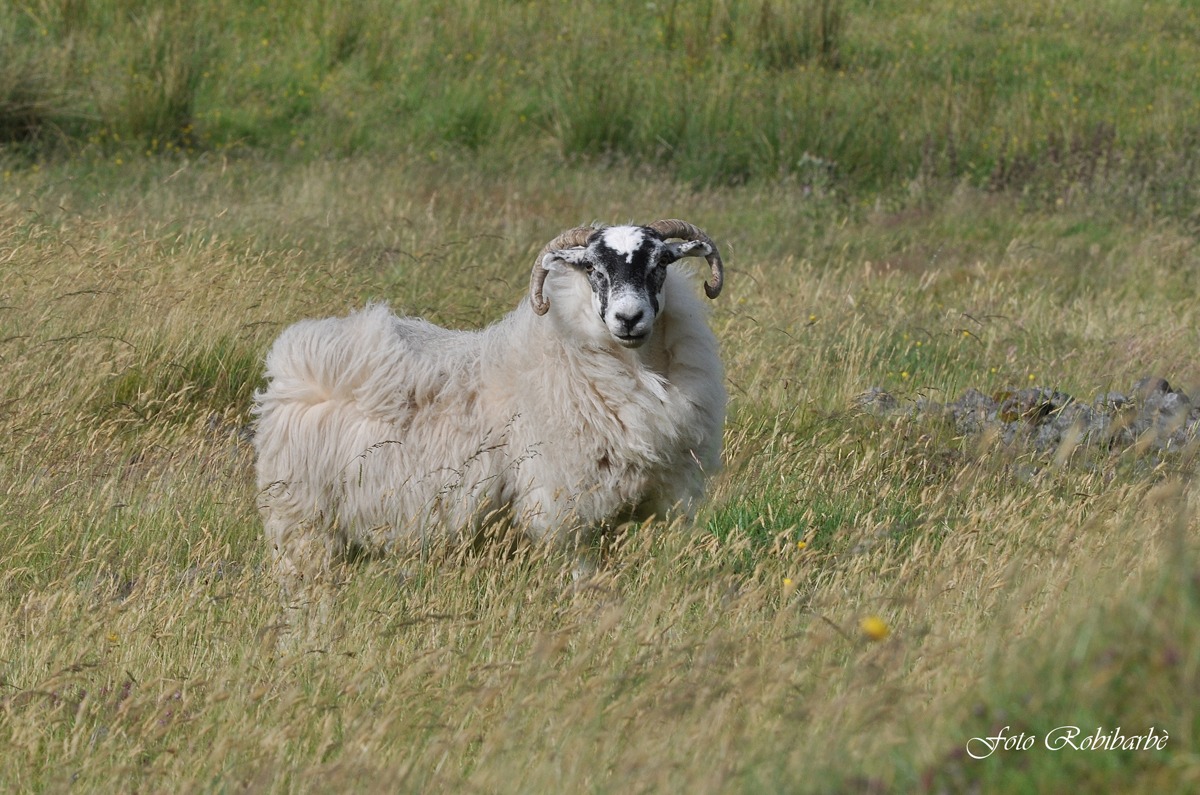 Scottish Blackface...