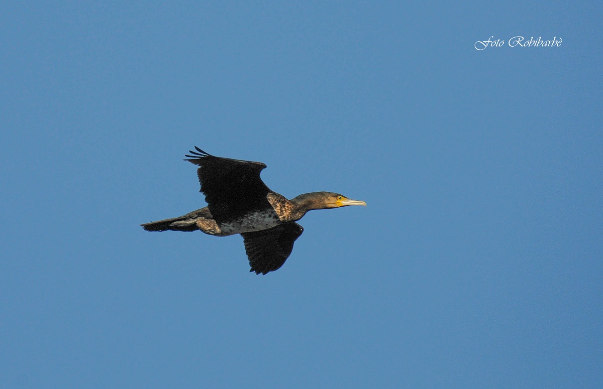 Cormorano volante...