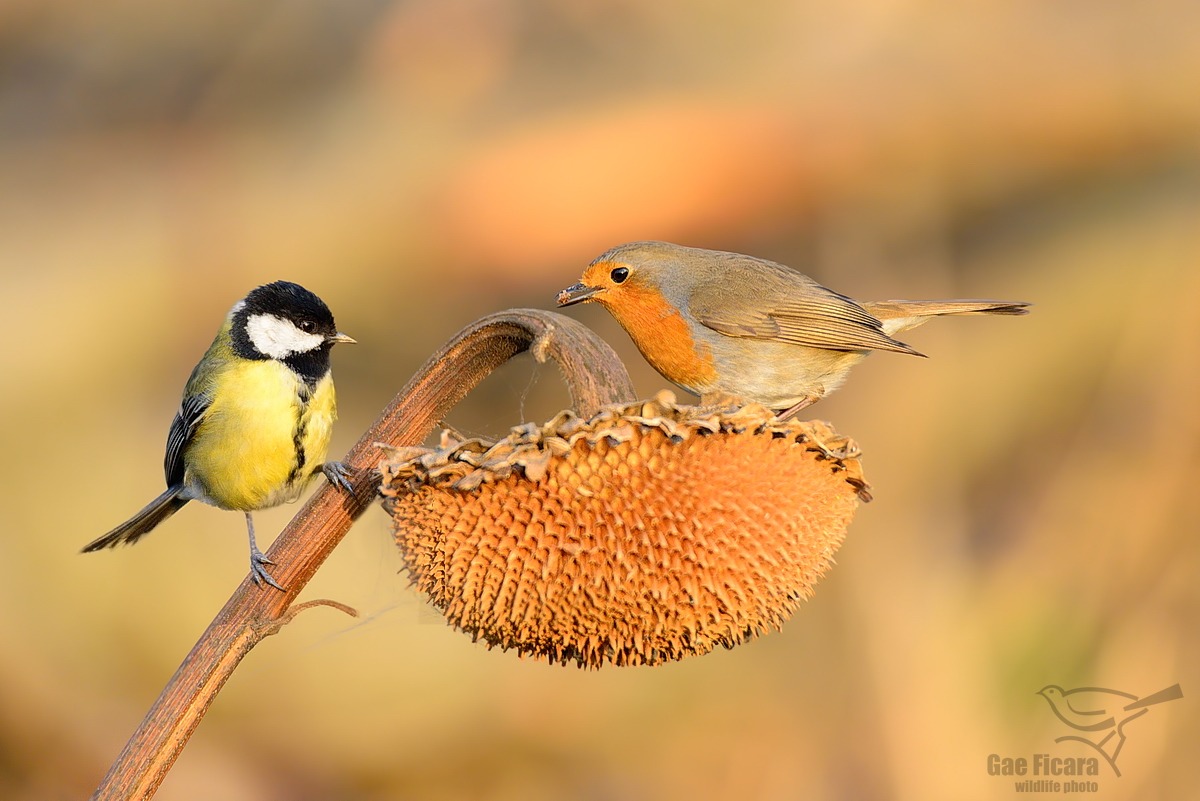 add a place at the table