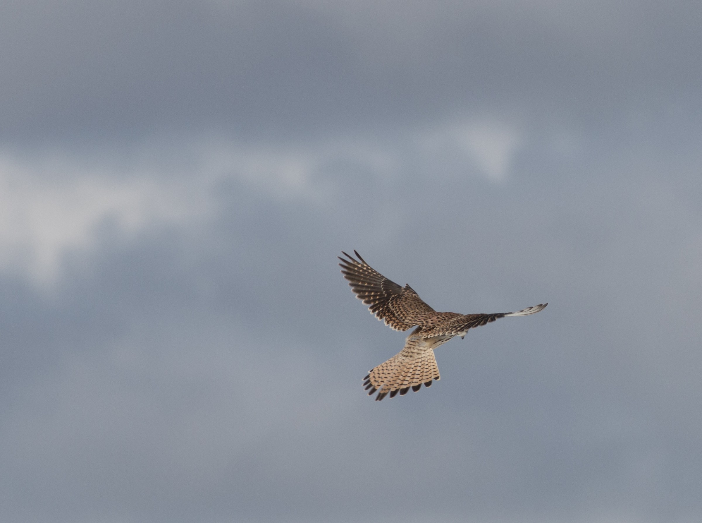 Kestrel.