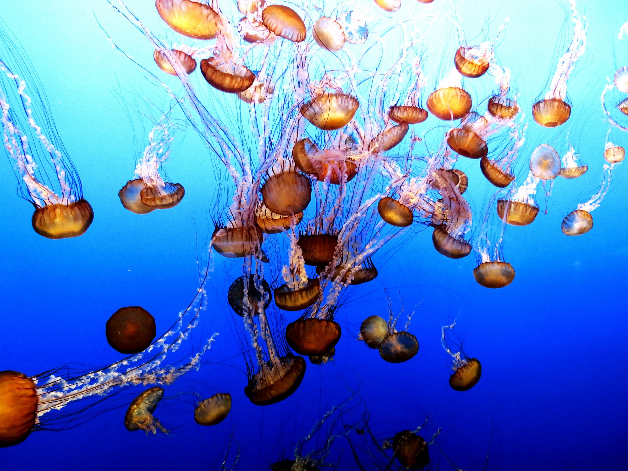 Dance of meduse..California