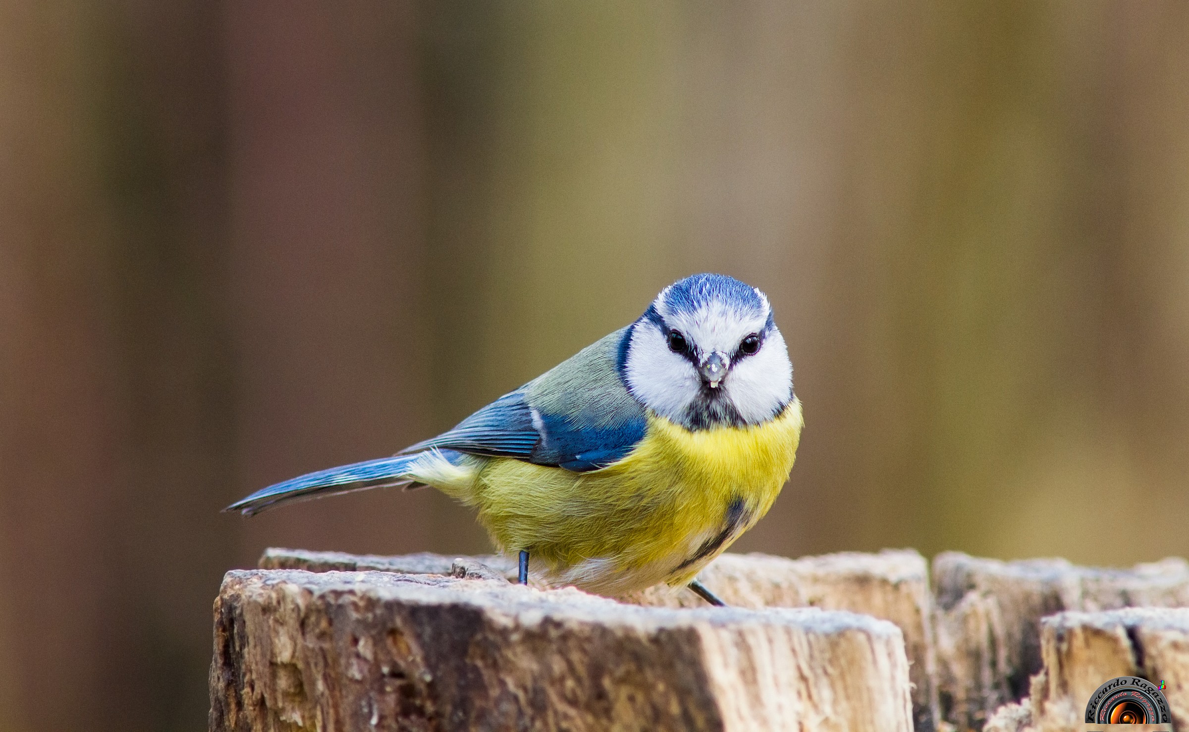 portrait of blue tit