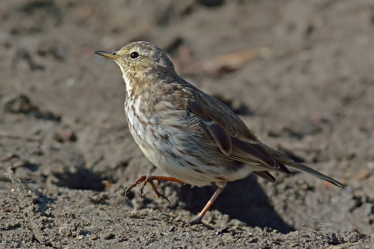 ..la strana danza.....