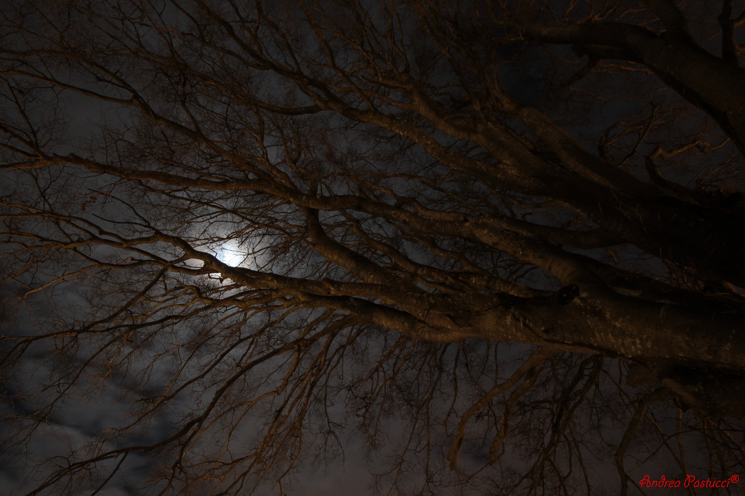 gli alberi sussurrano nel silenzio sotto la Luna piena