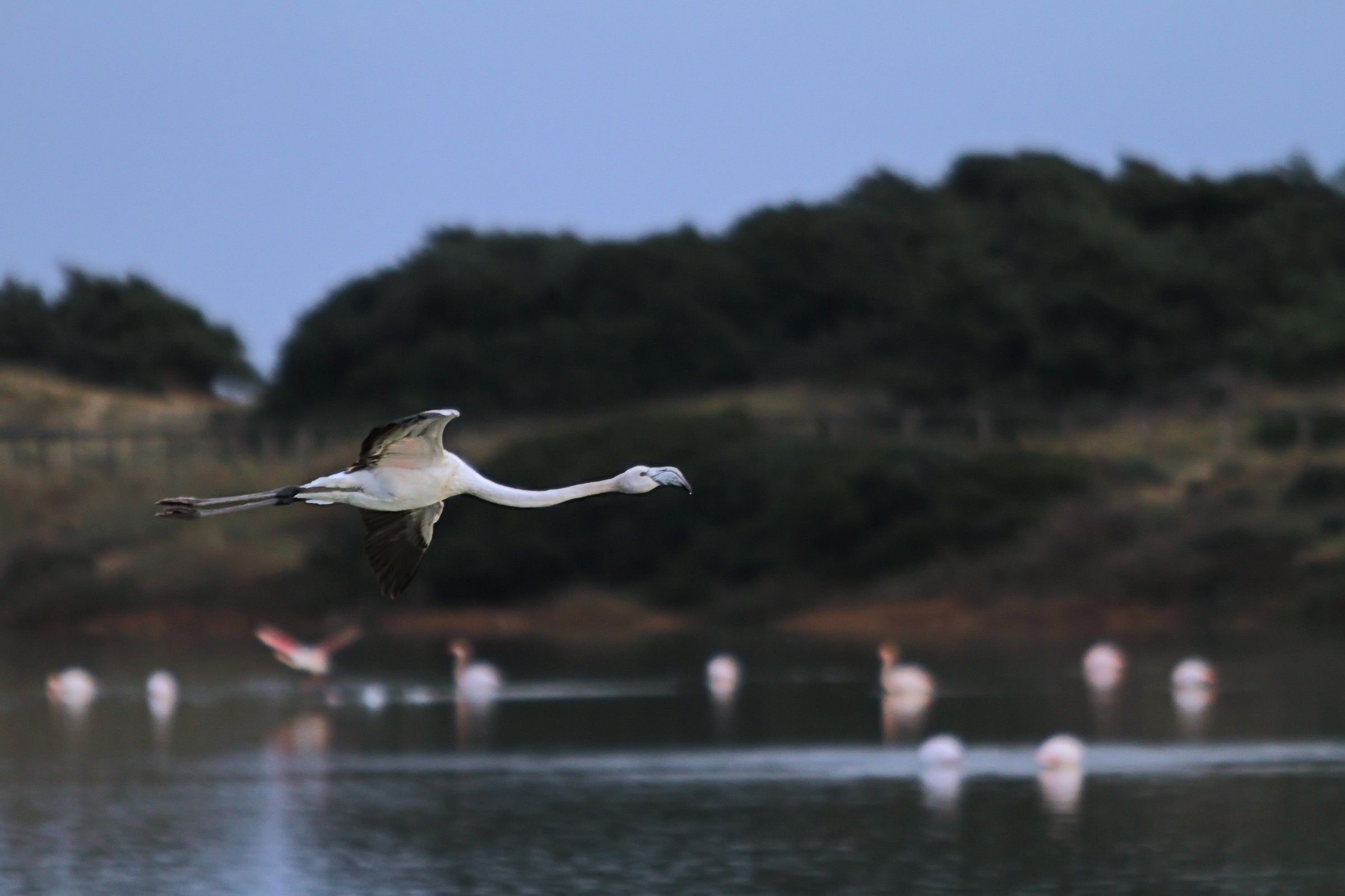 Flamingo in flight