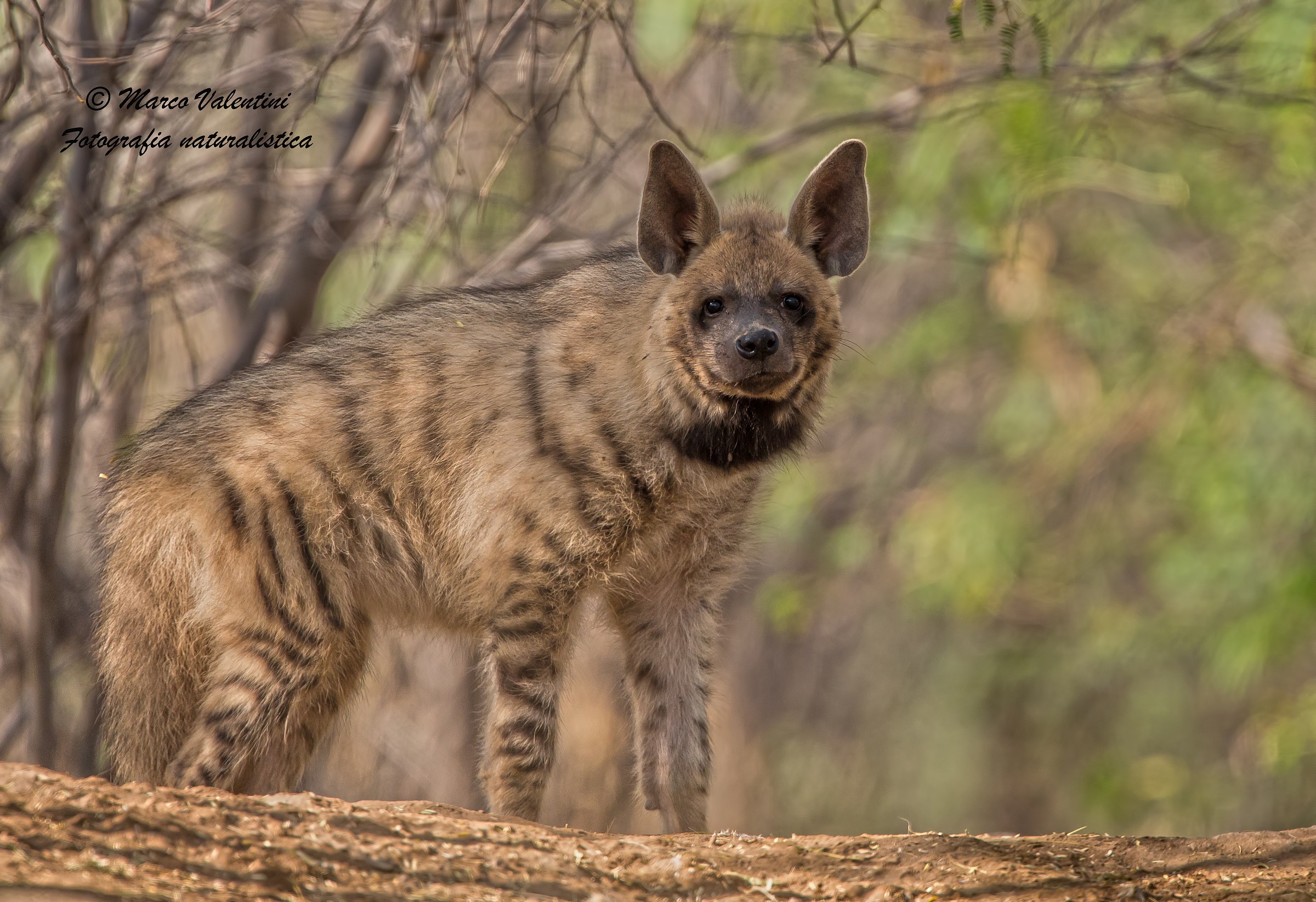 Striped hyena total body