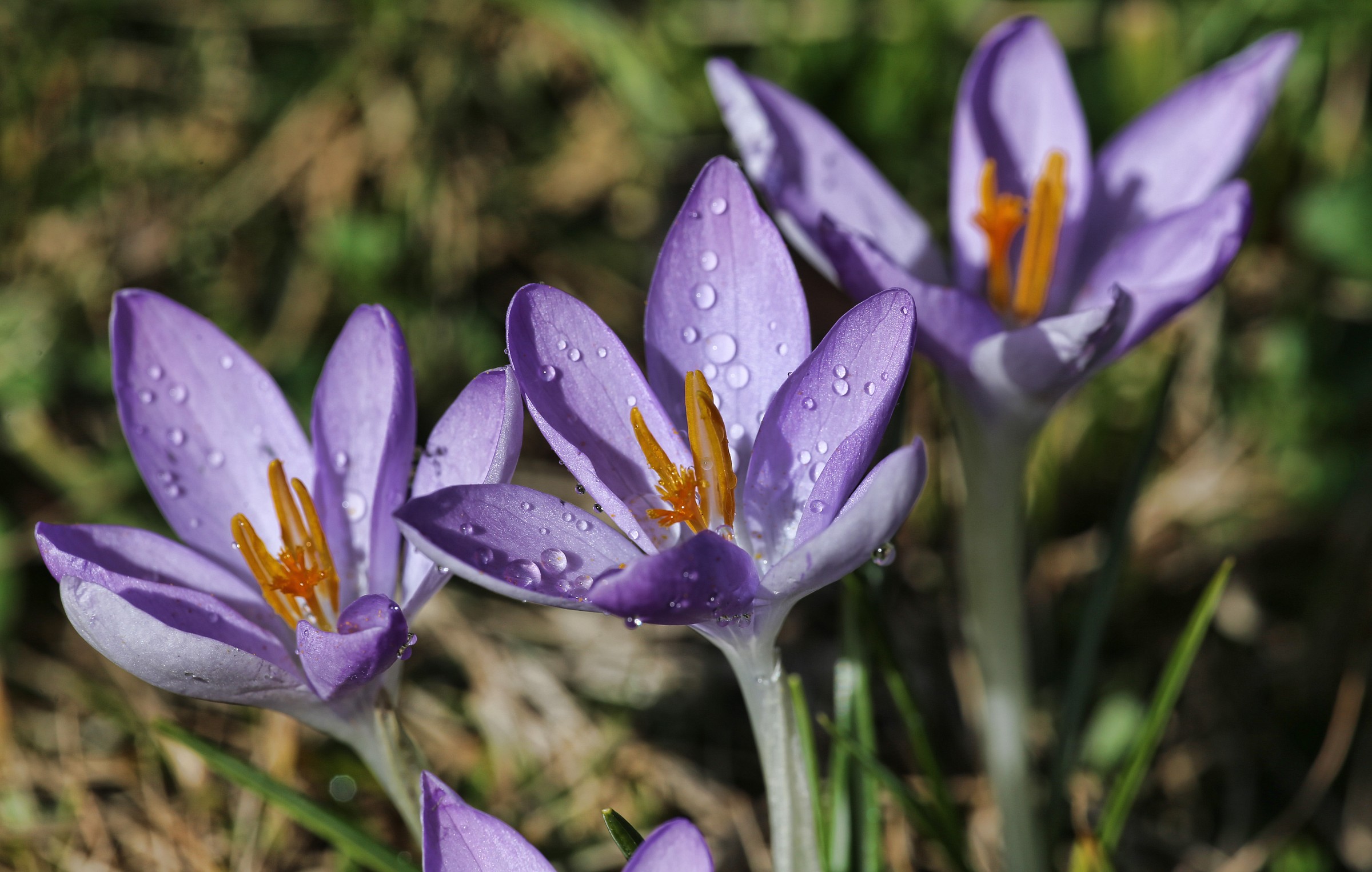 first signs of spring