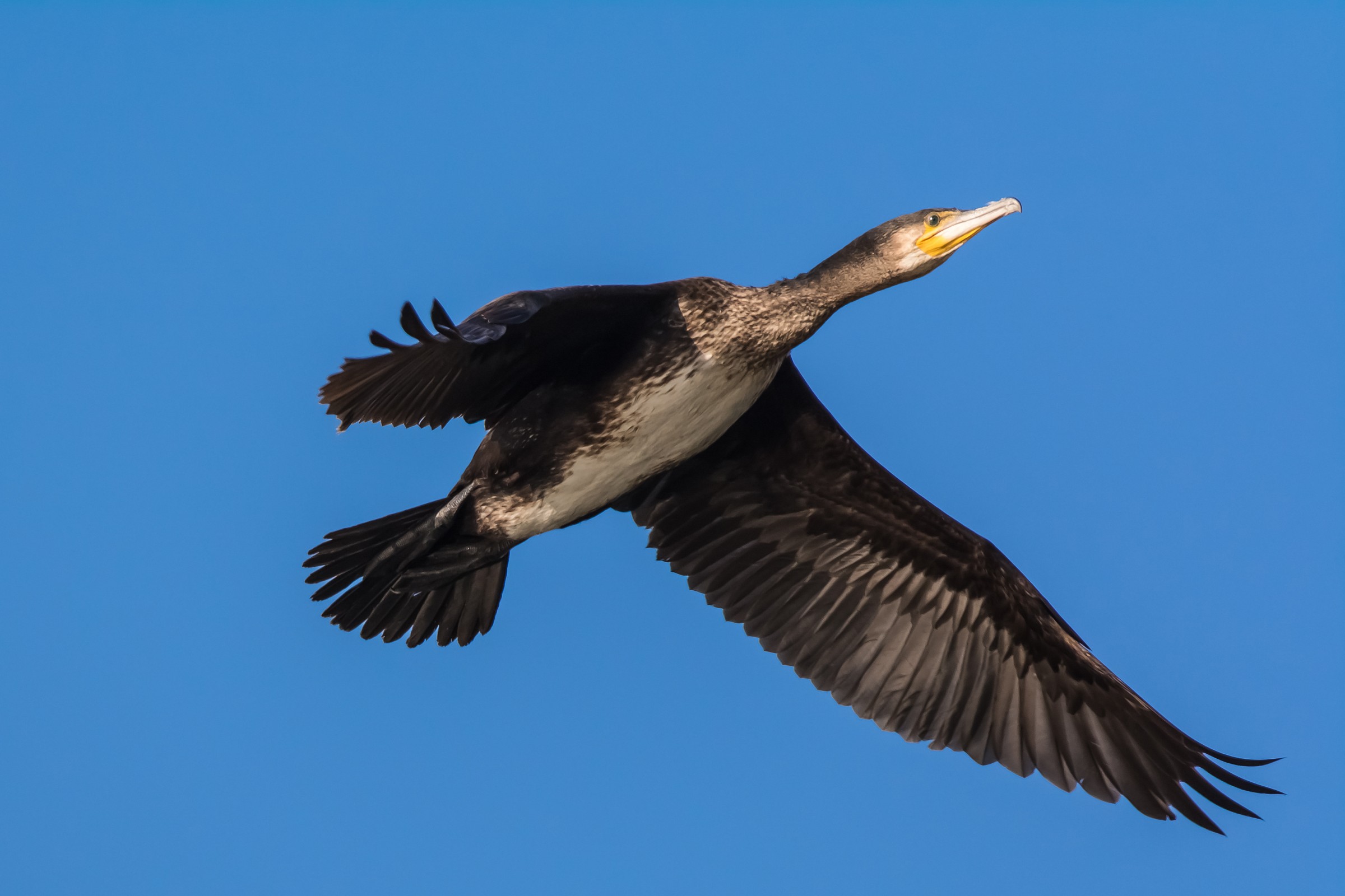 Cormorano