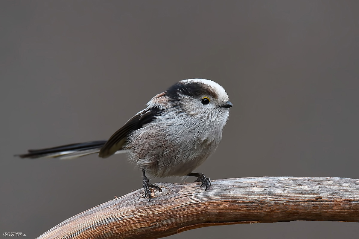 Long-tailed Tit (Aegithalos caudatus)
