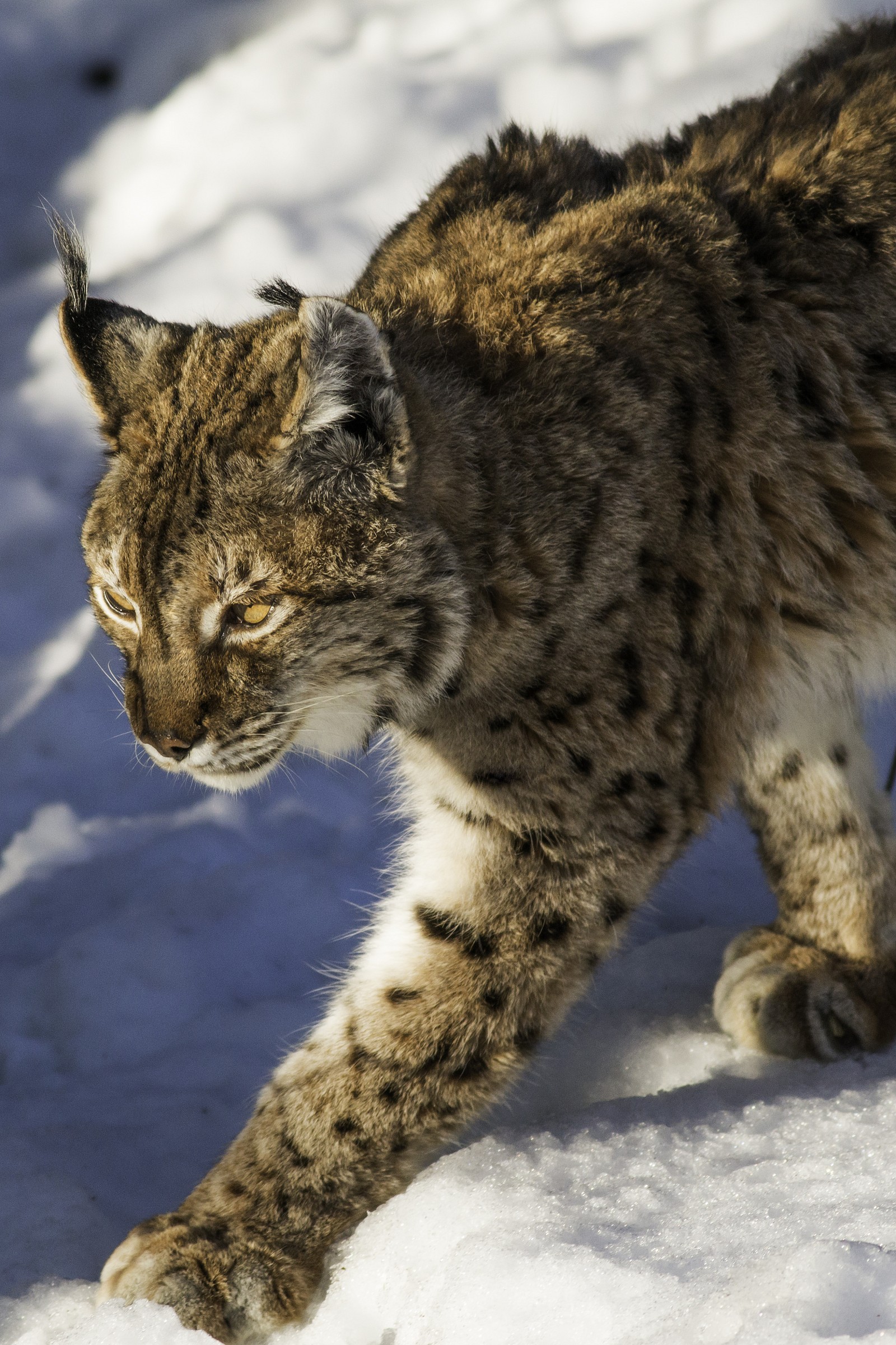 lince