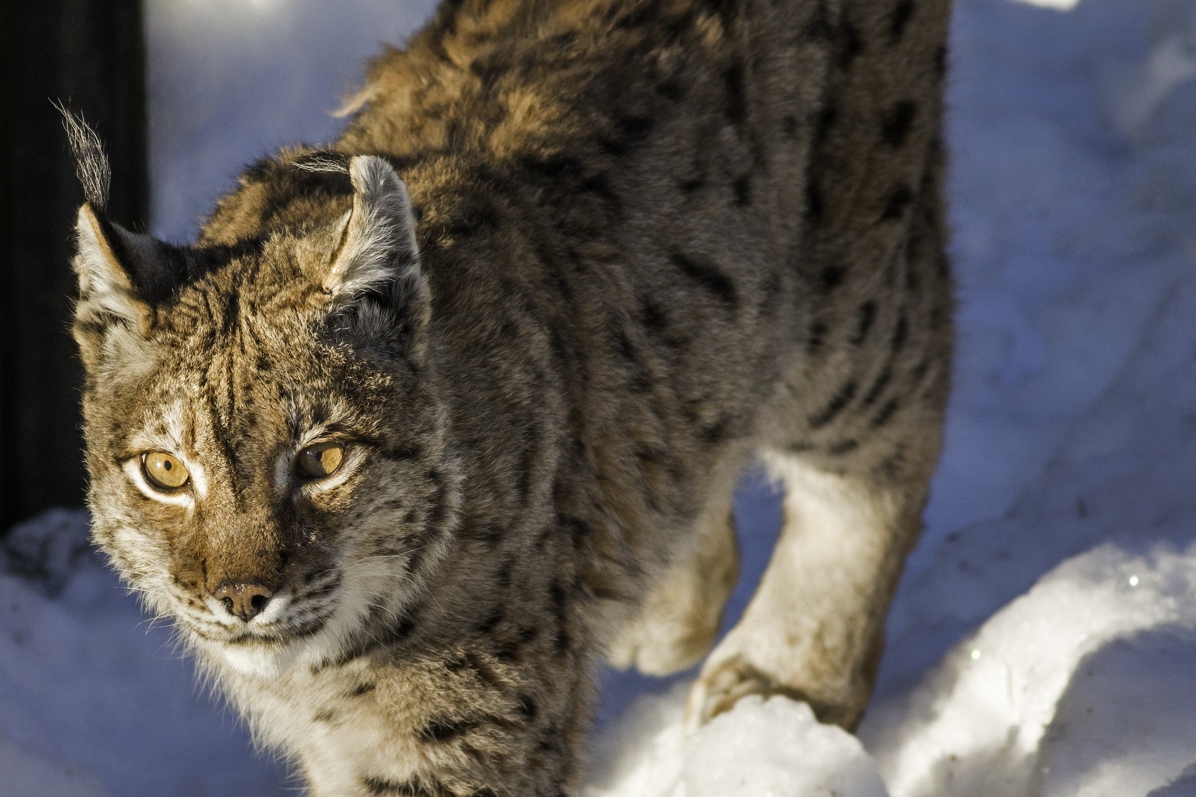 lince