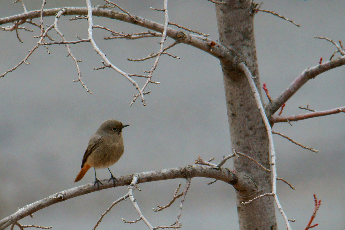 redstart
