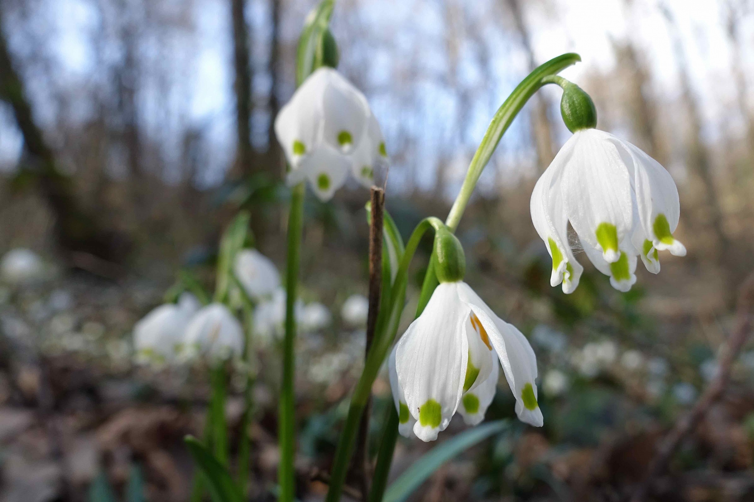 Campanellini di primavera nel sottobosco