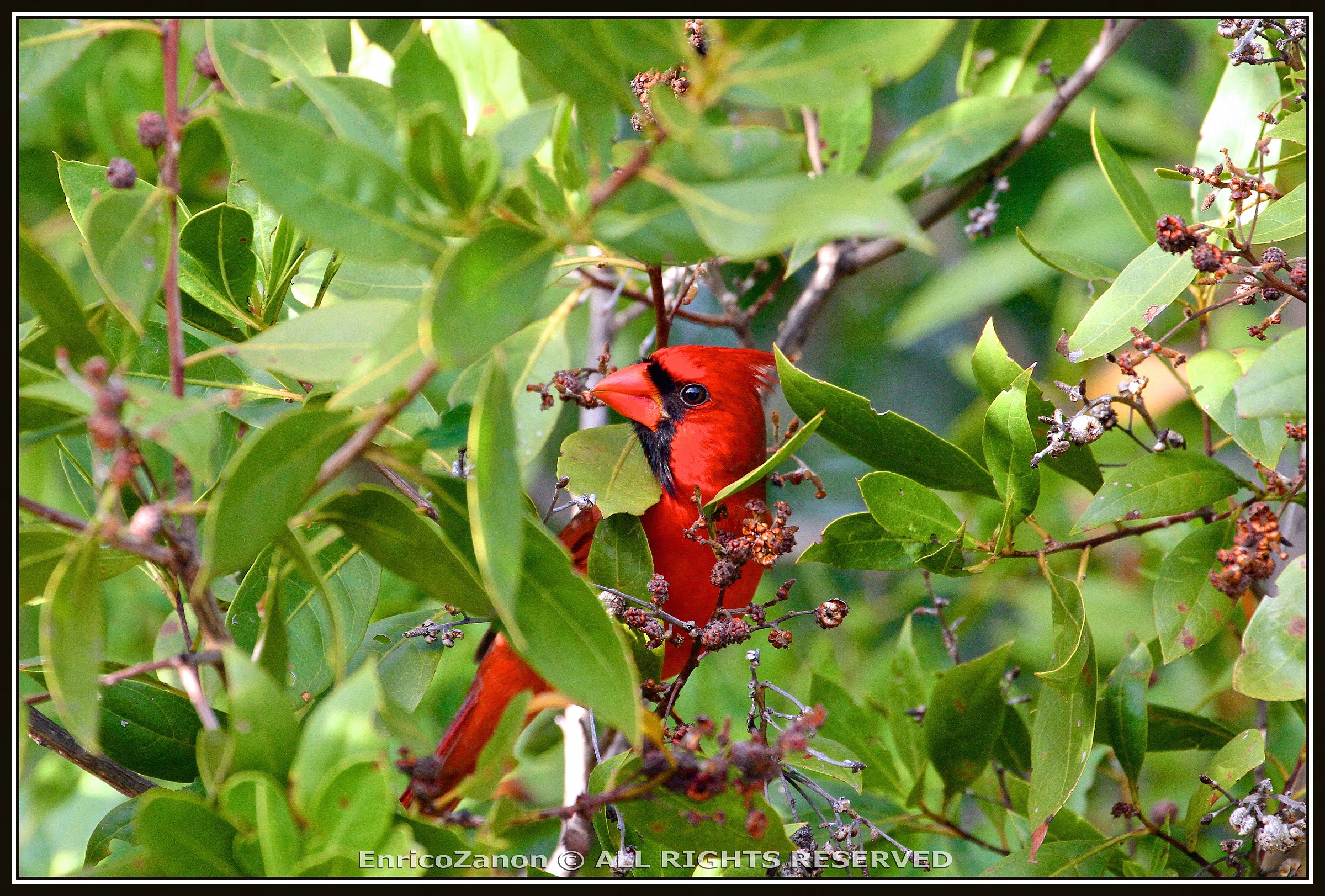 Crdinale red Virginia