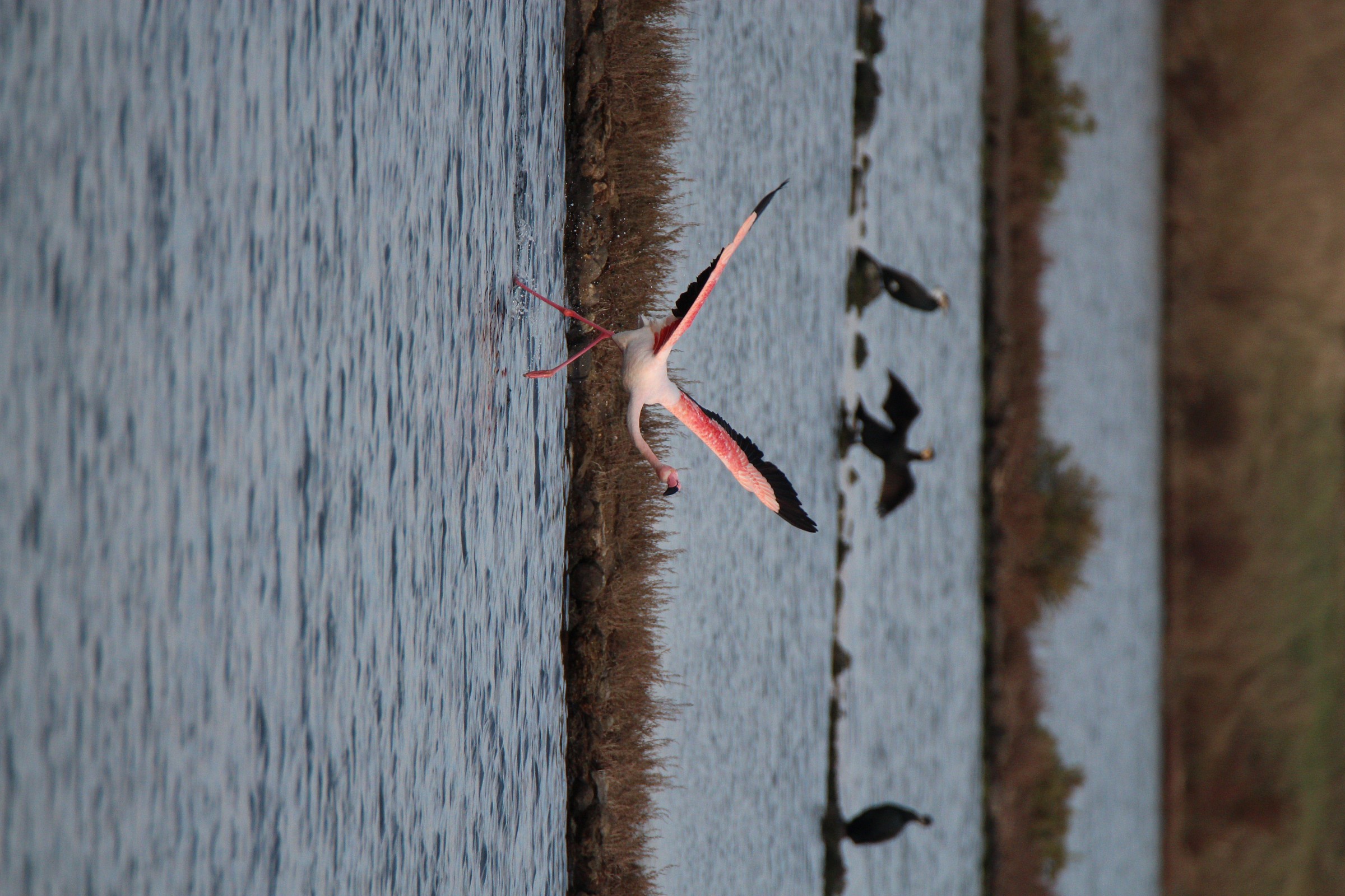 Involo del fenicottero rosa