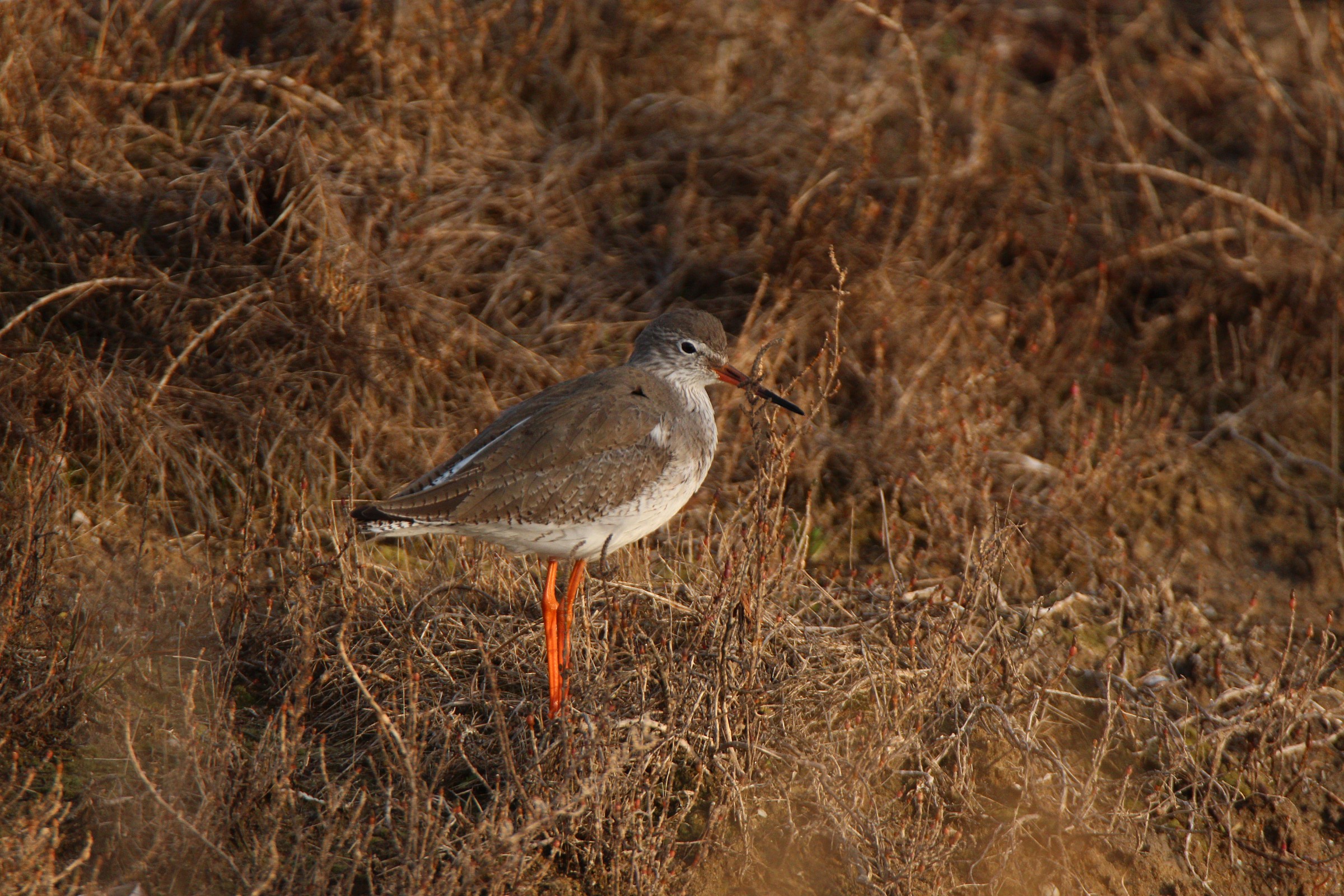 redshank
