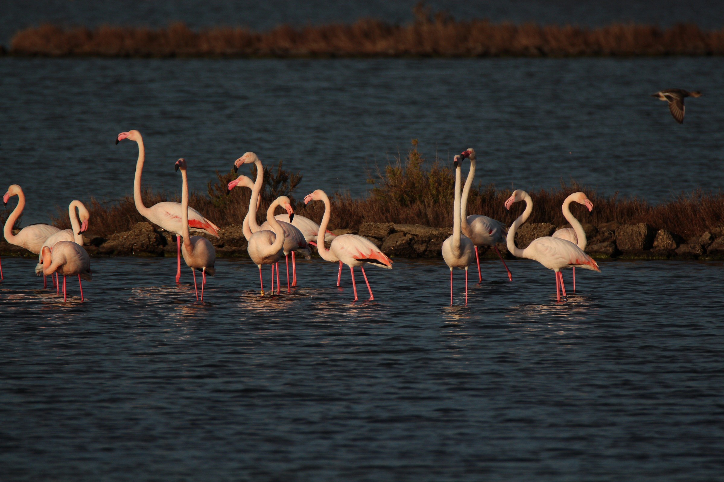 flamingos at sunset