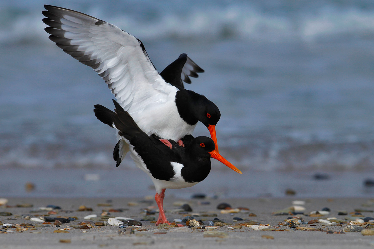 Oystercatchers