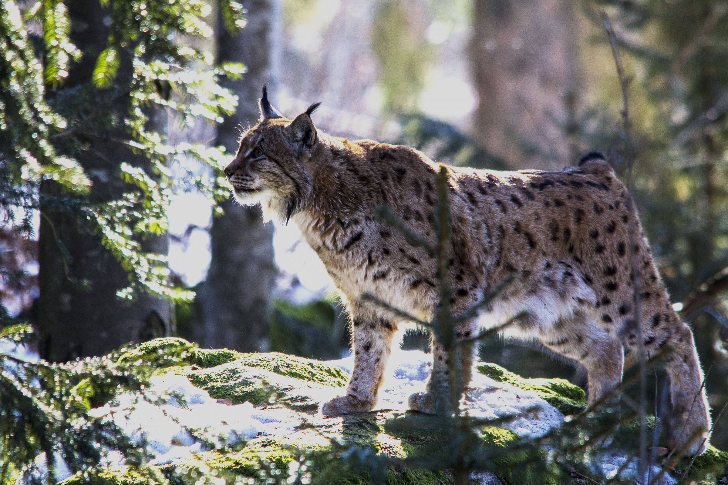 Lince europea