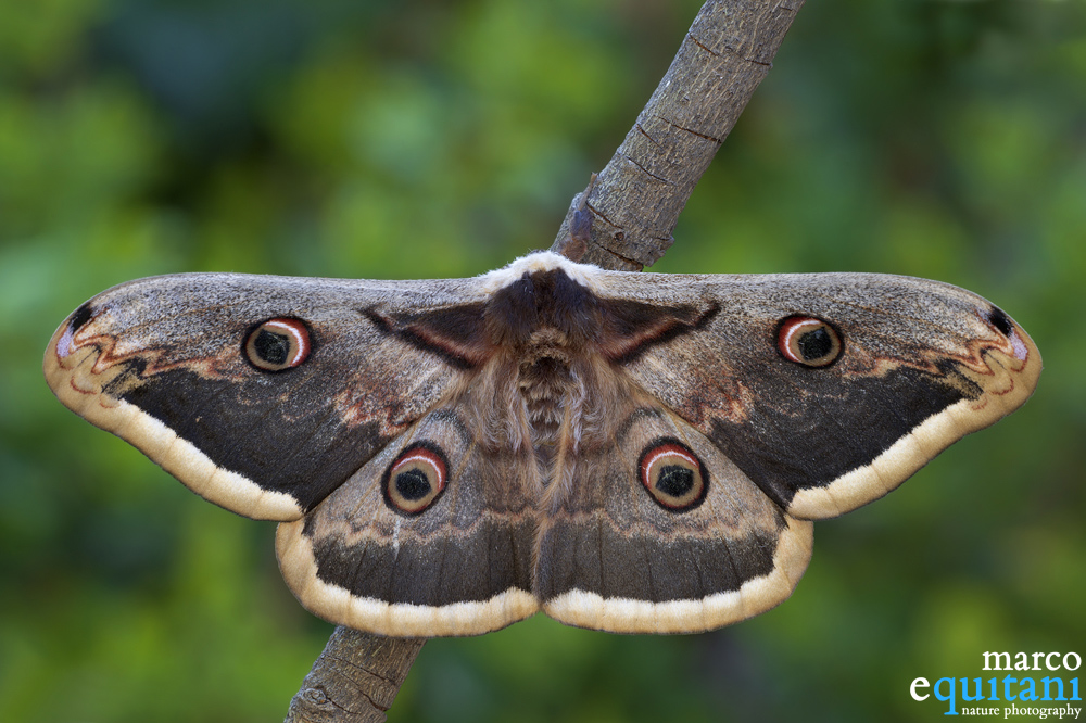 Saturnia pyri, female