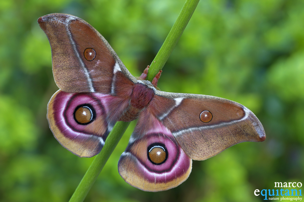 Antherina suraka, female