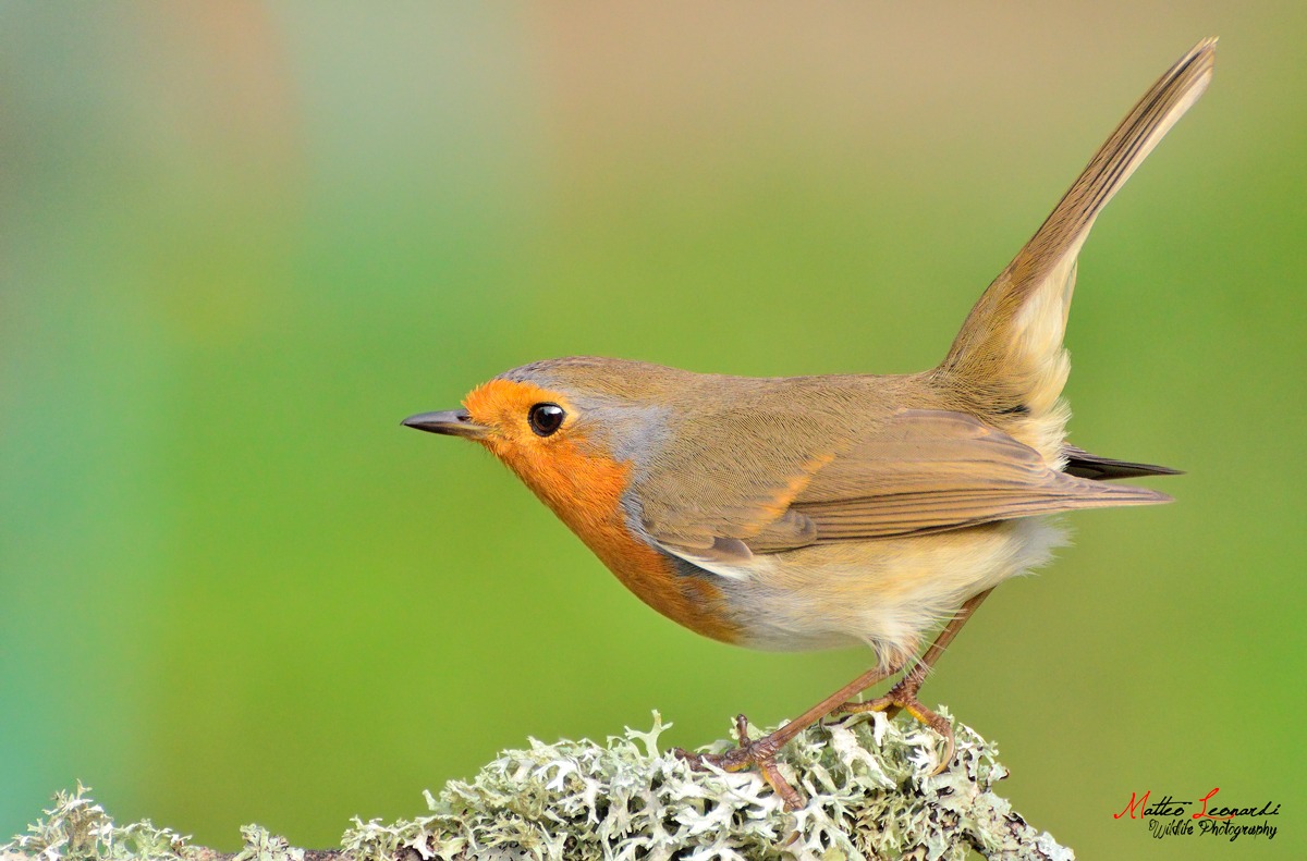 Pettirosso in partenza