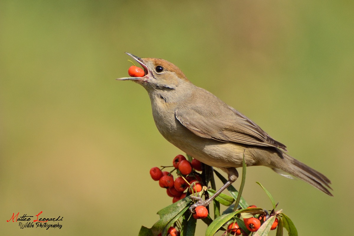 Female Blackcap greedy