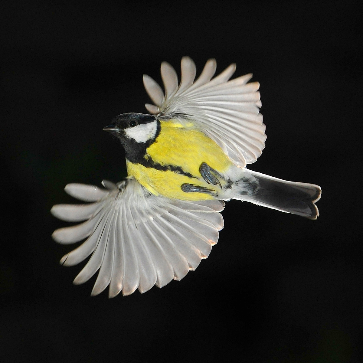 great tit