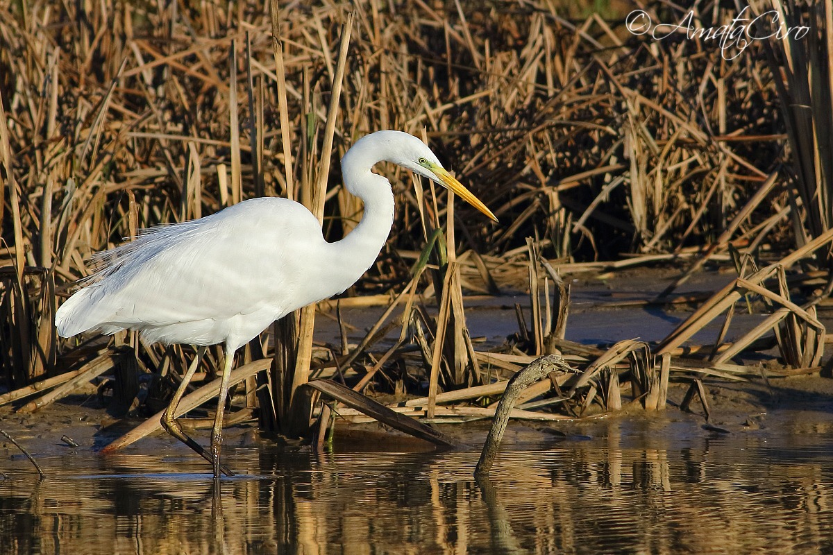 Great Egret
