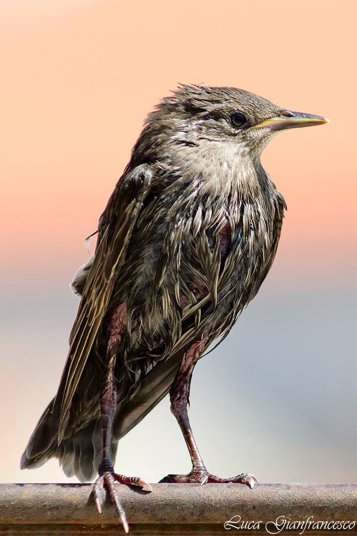 Starling