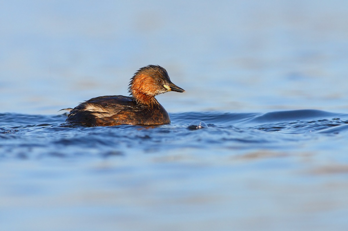 Little Grebe