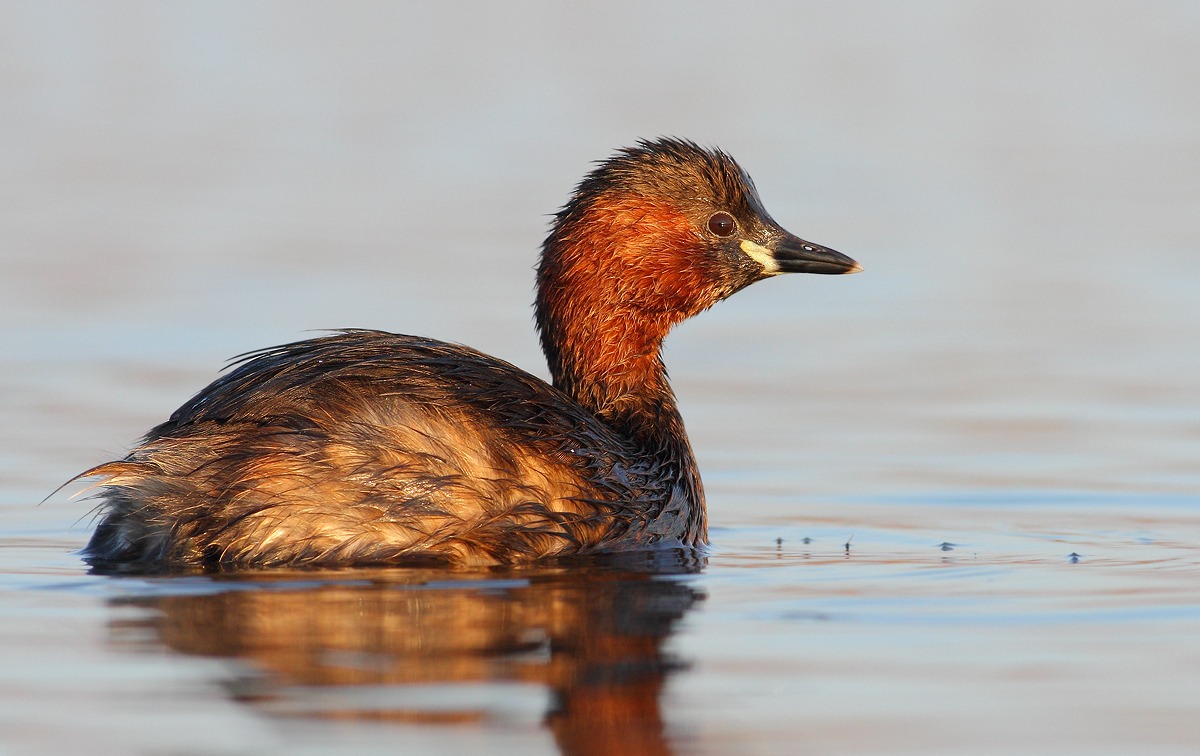 Little Grebe