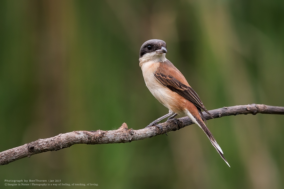 Burmese Shrike