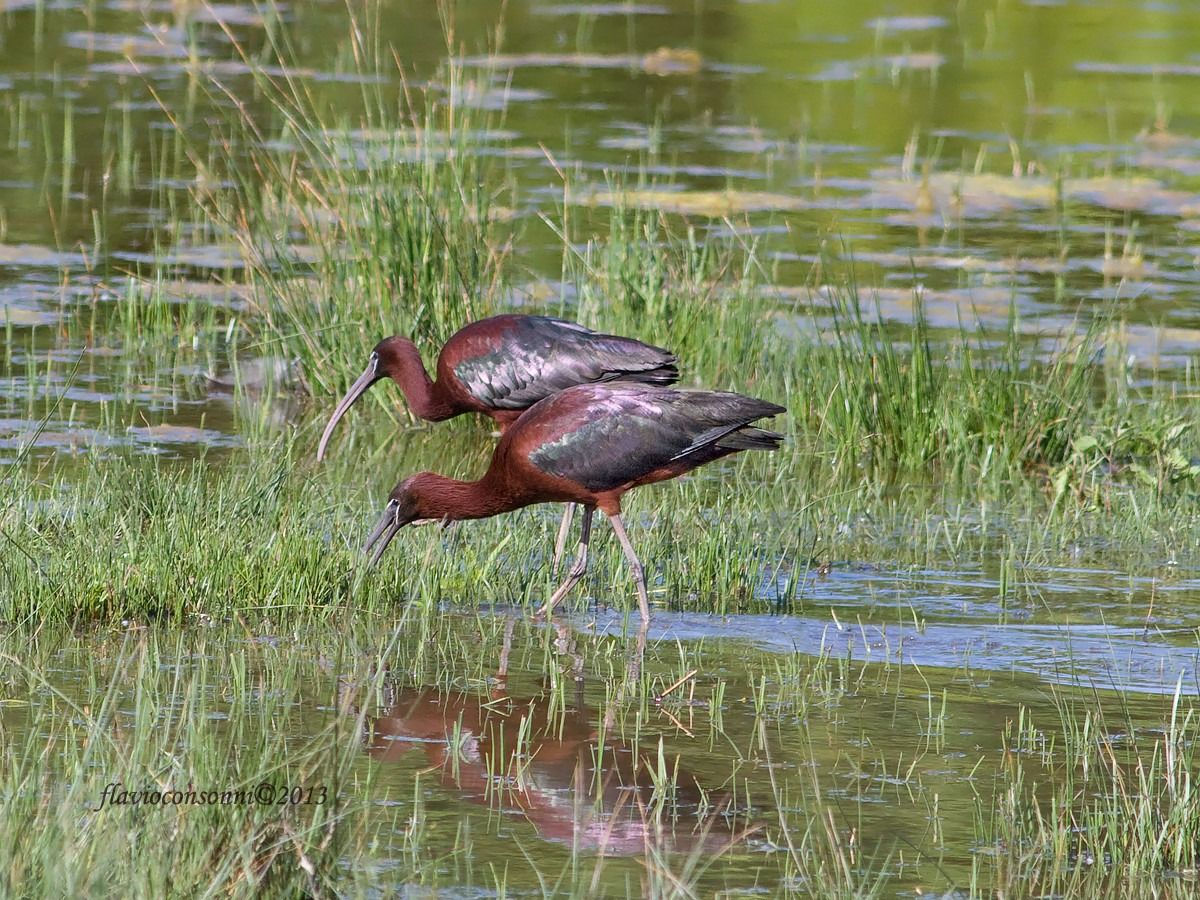 Glossy ibis