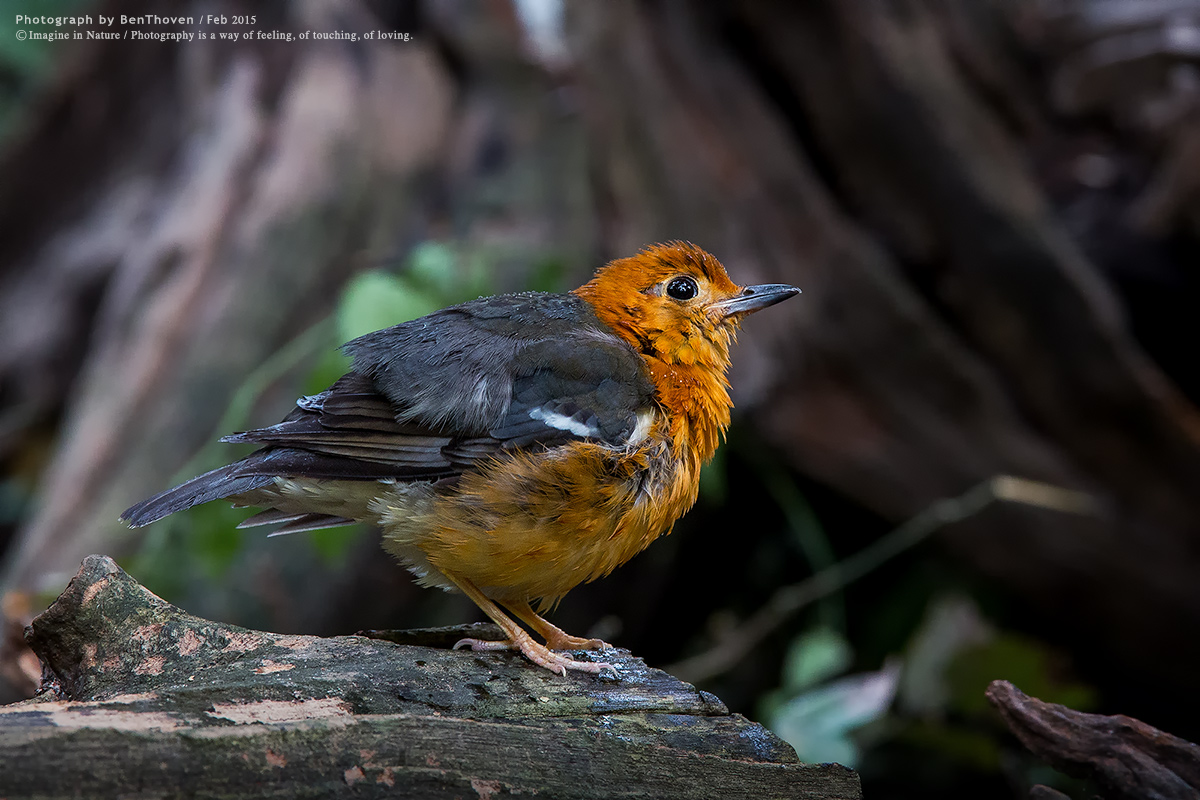 Tordo Orange-headed