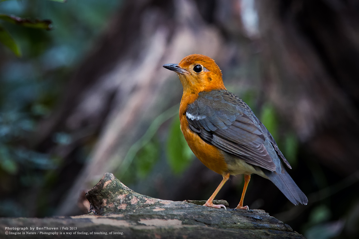 Tordo Orange-headed