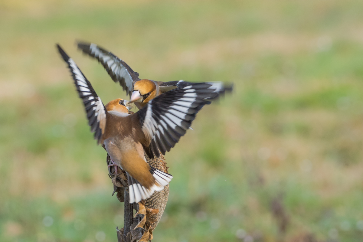 frosone vs frosone 2