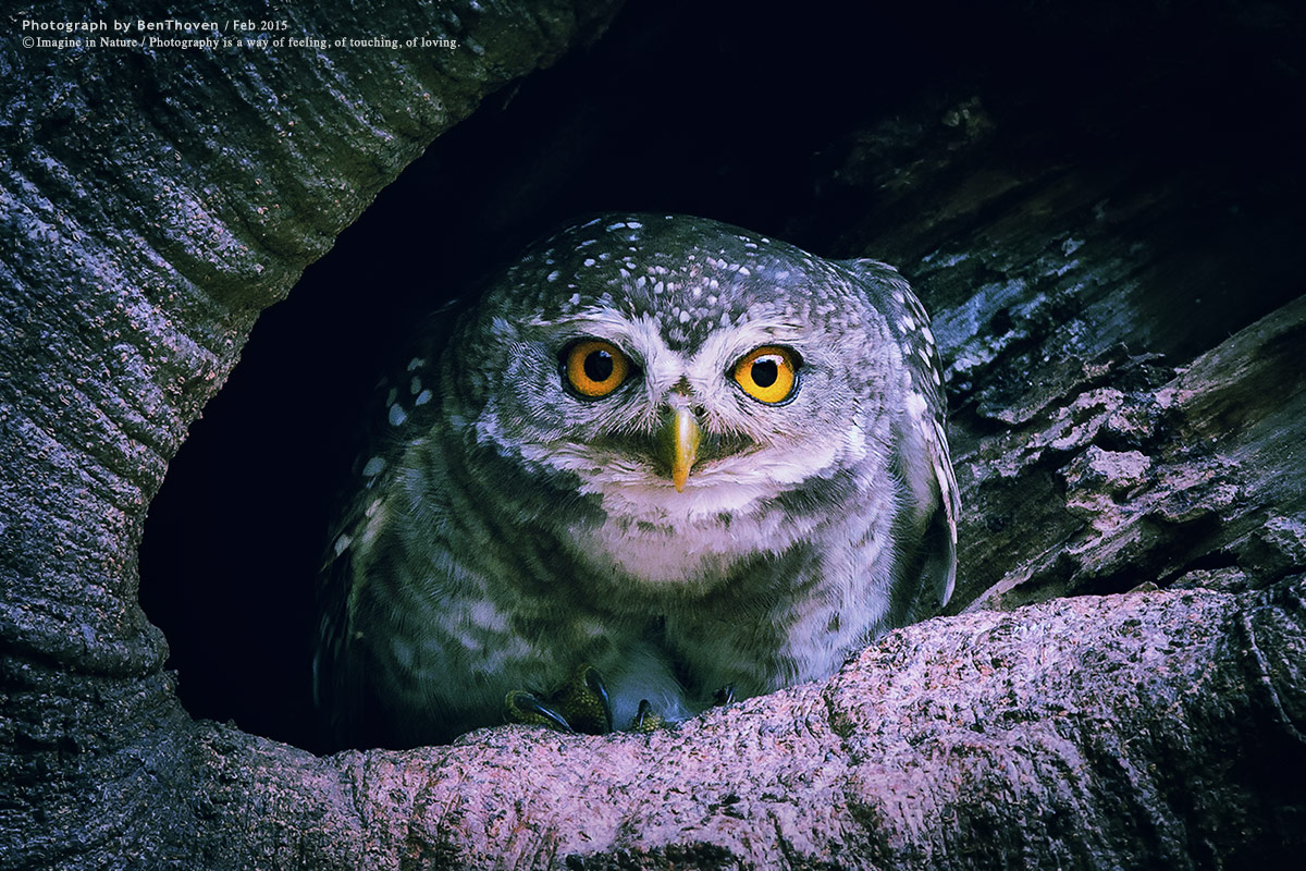 Owlet Spotted