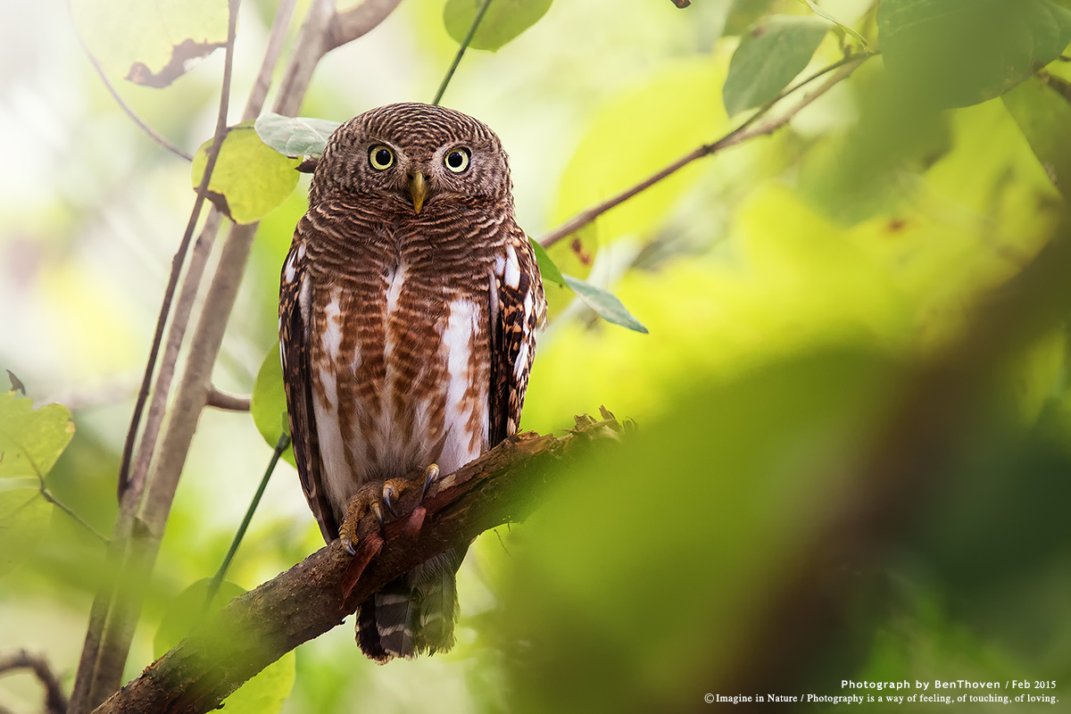 Asian owlet prescrizione