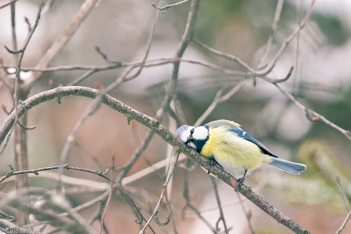 cinciarella che si struscia
