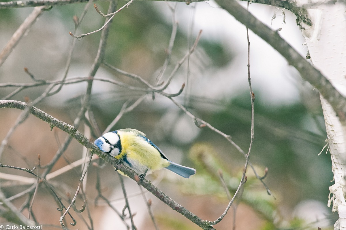 cinciarella that rubs 2